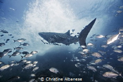 Whaleshark and Entourage of Jacks - Sailrock, Thailand
 by Christine Albanese 